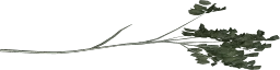 hazel05_branch1