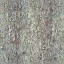 hazel_bark1