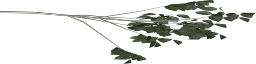 hazel06_branch1