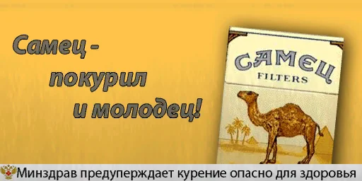 camel