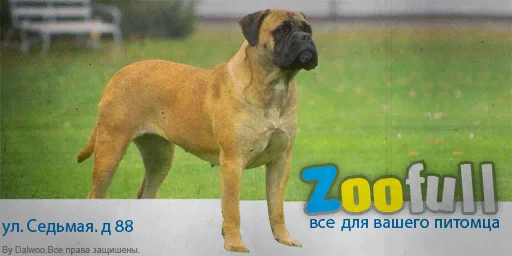 zoofull