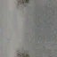 perroad_05