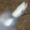 stolb4