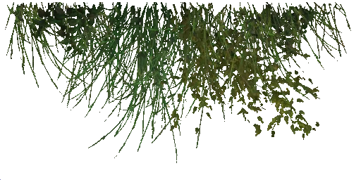 grass1