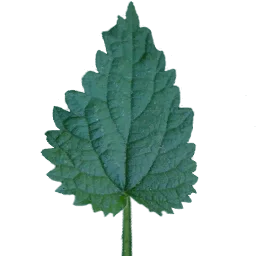 krapiva_list