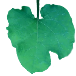lopux_list