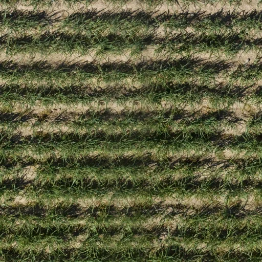 ryz_polegrassed