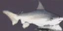 sharky