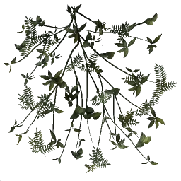 bushwt
