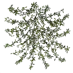 genbush
