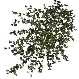 spikeybushfull