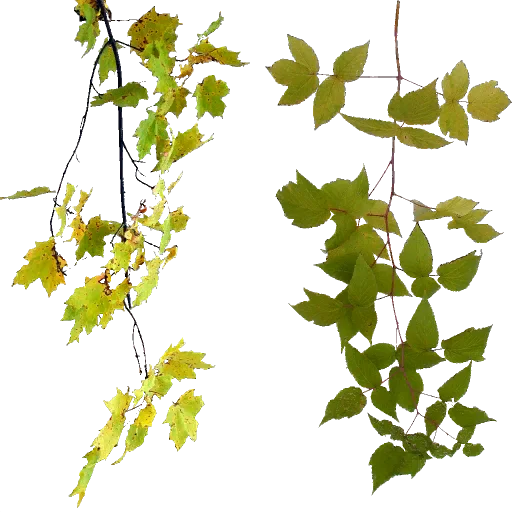 pbranch(1)