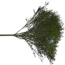 elm_treegrn