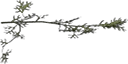 cedarwee