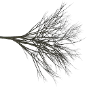 elmdead