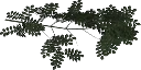 ashbrnch