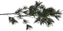 pinebrnch1