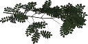 ashbrnch