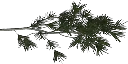 pinebrnch1
