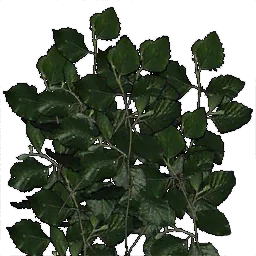 birchl