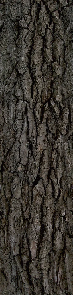 trees_bark_a_02