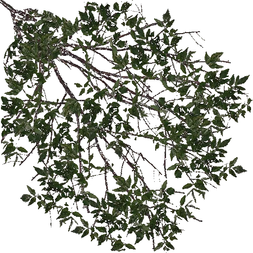 trees_vetkagreen5