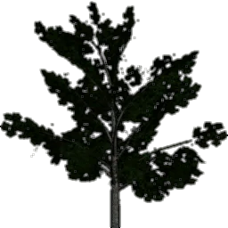 tree_lodderevo1