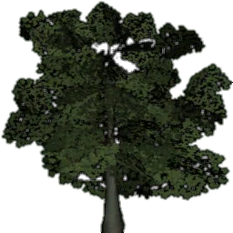 tree_lodeubeech1