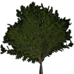 tree_lodfikovnik