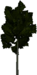 tree_lodlinden