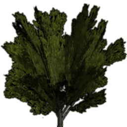 tree_lodwillow