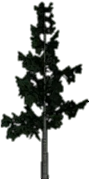 veglod_pine5