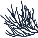 coral