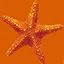 starfish64