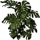 plantb256