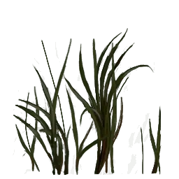 rus_grasstype1