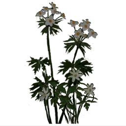 rus_whiteflower_ingrass