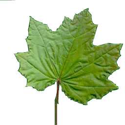 klengreen