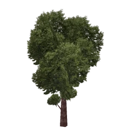 veg_tree3