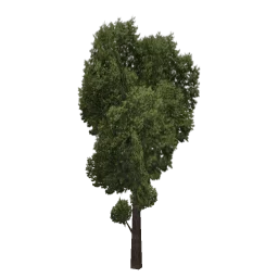 veg_treea1