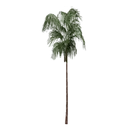 veg_palm04