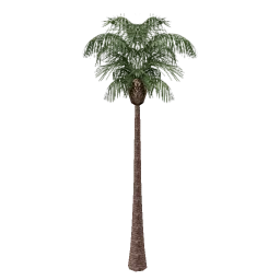 veg_palm02