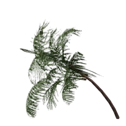 veg_palm03