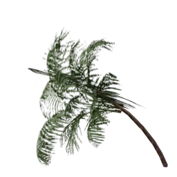 veg_palwee01