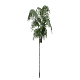 veg_palwee02