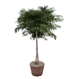 veg_palmkb1