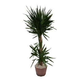 veg_palmkb2