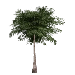 veg_palmkb5