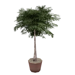 veg_palmkb7