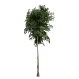 veg_palmkbb11